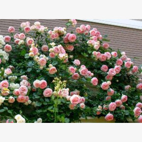 Роза Цезарь ПЛЕТ