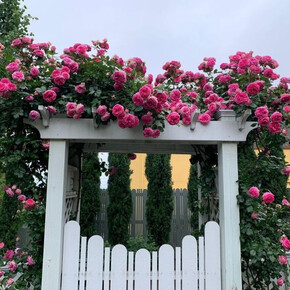 Роза ЦИКЛАМЕН ПЬЕР ДЕ РОНСАР