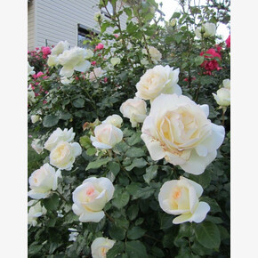 Роза Чайковский ЧГ