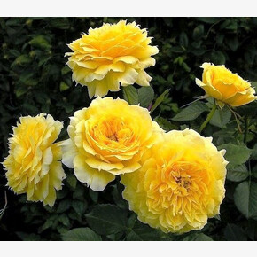 Роза Чайна Герл ЧГ