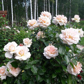 Роза Чандос Бьюти ЧГ