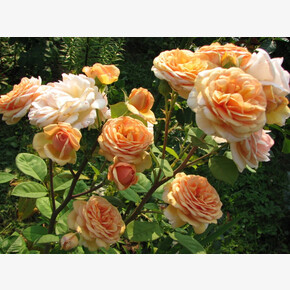 Роза ЧАРЛЬЗ ОСТИН ОСТ.