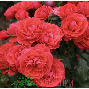 Роза Черри Герл ФЛ