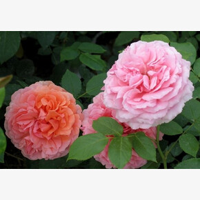 Роза Чиппендейл ФЛ