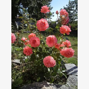 Роза Шакенборк ФЛ