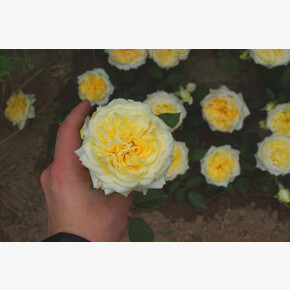 Роза Шампань Мон ДОр ФЛ