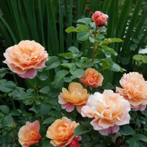 Роза Шато де Вамакур