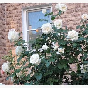 Роза ШНЕЕВАЛЬЦЕР ПЛЕТ.