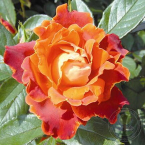 Роза ШоколаД Раффлз ФЛ