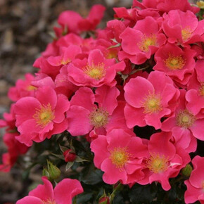 Роза Штадт Ром ПОЧВ.ШРАБ