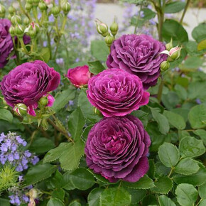 Роза Эбб Тайд фл