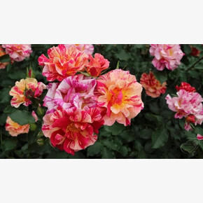 Роза ЭДГАР ДЕГА СПР