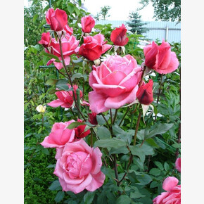 Роза Эйфелева Башня ЧГ