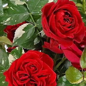 Роза Эли Семун Фл вариегатная листва!!!