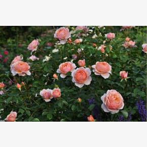 Роза Элизабет Стюарт ГИЙО