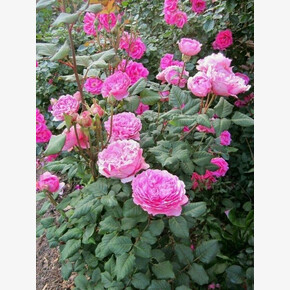 Роза Элоди Гасюэн ФЛ