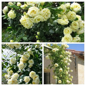 Роза Эльф ПЛЕТ