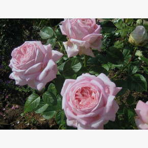 Роза Эмейзинг Грейс ЧГ