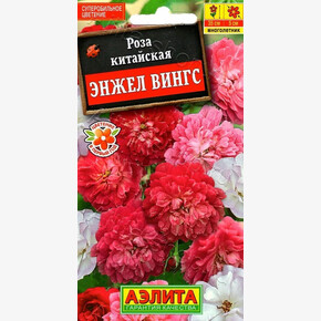 Роза Энжел Вингс /Аэлита