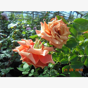 Роза Энн Хендерсон ФЛ