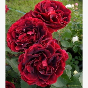 Роза Эпоха Мондадори ФЛ