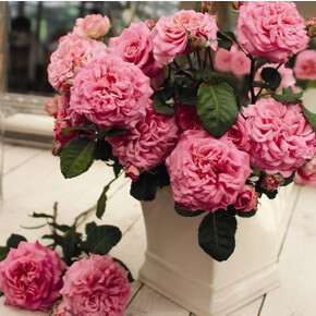 Роза Эшли ЧГ