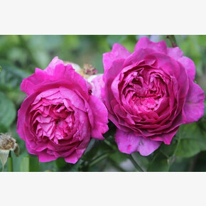 Роза Янг Люсидас