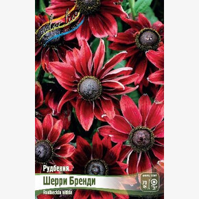 Рудбекия Шерри Бренди (nitida)