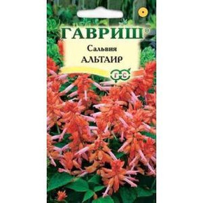 Сальвия Альтаир карлик. /Гавриш/