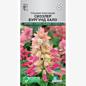 Сальвия СИЗЗЛЕР БУРГУНД ХАЛО блестящая 0,05 гр/ Евросемена