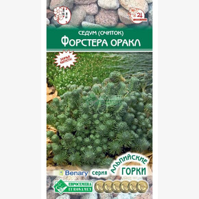 Седум очиток Форстера Оракл/ Евросемена