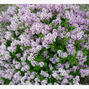 Сирень Палибин P9