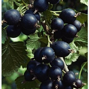 Смородино-крыжовниковый Йошта P9