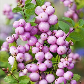 Снежноягодник Мозерс оф Перл P9