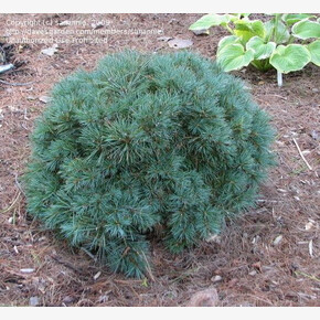 Сосна Блю Шэг C5 штамб 60cm