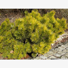 Сосна Винтер Голд C1.5