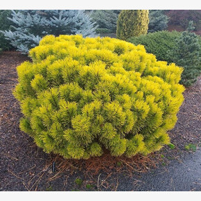 Сосна Винтер Сан C1.5