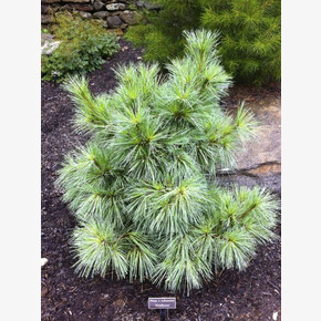 Сосна Витхорст C1.5