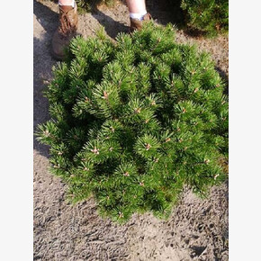 Сосна Гном C1.5