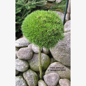 Сосна Джезек C1.5