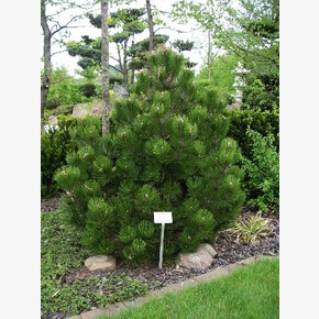 Сосна Компакт Джем C1.5