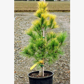 Сосна Лоуи C5 30-40cm