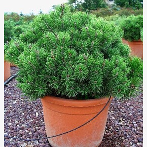 Сосна Мопс C7,5 штамб 60cm