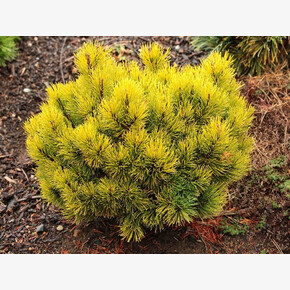 Сосна Офир C1.5