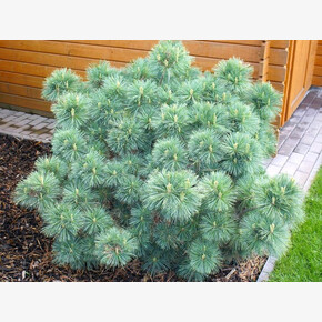 Сосна Радиата C1.5