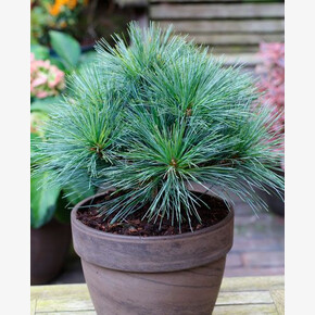 Сосна Рейнсхауз C1.5