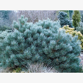 Сосна Чантри Блю C1.5