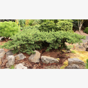 Сосна Шудик C1.5