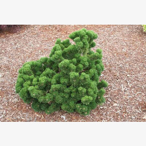 Сосна Якобсен C1.5