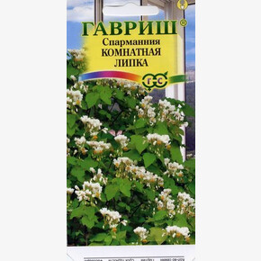 Спармания комнатная Липка/ Гавриш